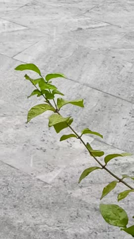 Green leaves sway in the rain and wind, against a backdrop of light gray stone tiles. Raindrops hit the branches of the leaves. Gombong, Central Java, Indonesia. November 23, 2025