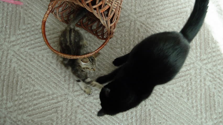 A playful kitten in a basket plays with a black cat at home