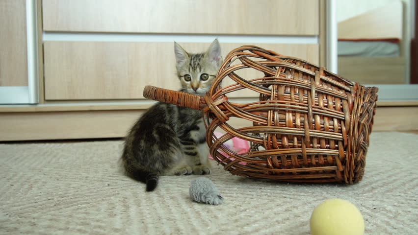 A curious kitten explores its play environment. A playful encounter with an upturned basket and bright toys in a cozy home setting