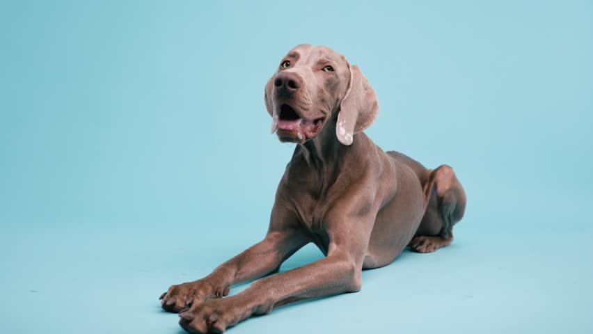 Elegant weimaraner dog lying on a solid turquoise background. The purebred puppy curiously looks around, attentive and calm in a studio setting
