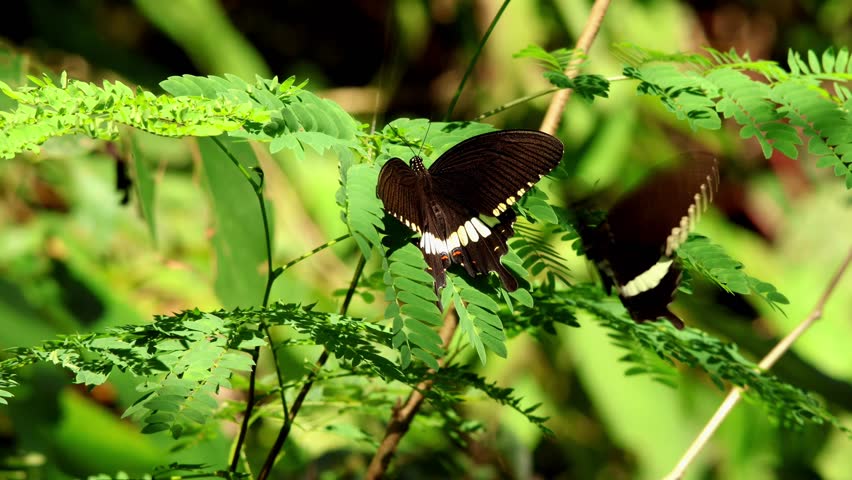 Male common mormon butterfly courtship display. A detailed closeup shot documents the mating behavior of Papilio polytes in its natural monsoon habitat of Himachal Pradesh, India.