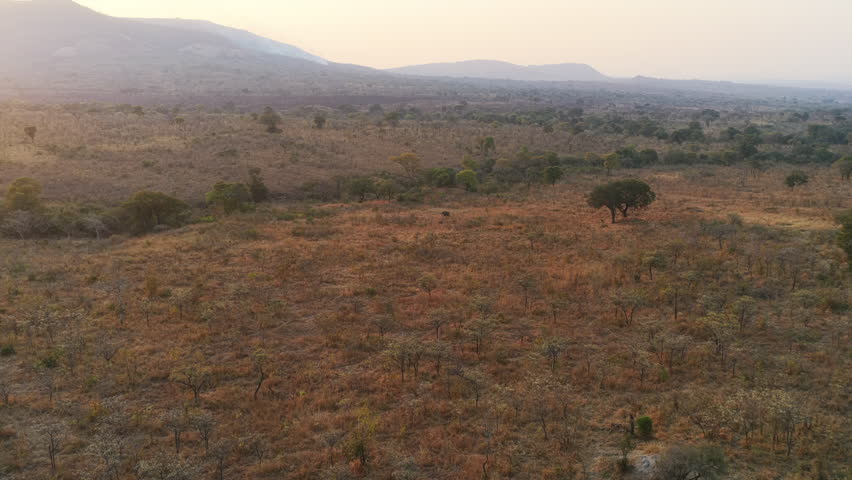 Hazy golden light falls over the savanna, with a distant elephant barely visible among the brush.