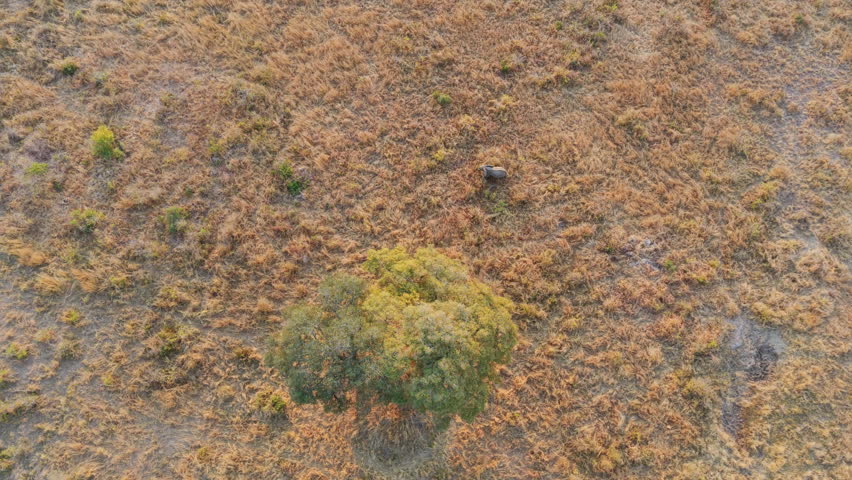 Top-down shot revealing a tree and an elephant in the vast dry landscape, highlighting their scale.