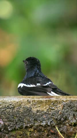Oriential magpie robin bird is splashing water from its wings. The bird is in the middle of the splash, and the water is falling in a circular pattern. The bird is enjoying the water and taking bath