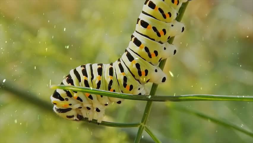 Macro shot of a caterpillar eating grass in a gentle snowstorm