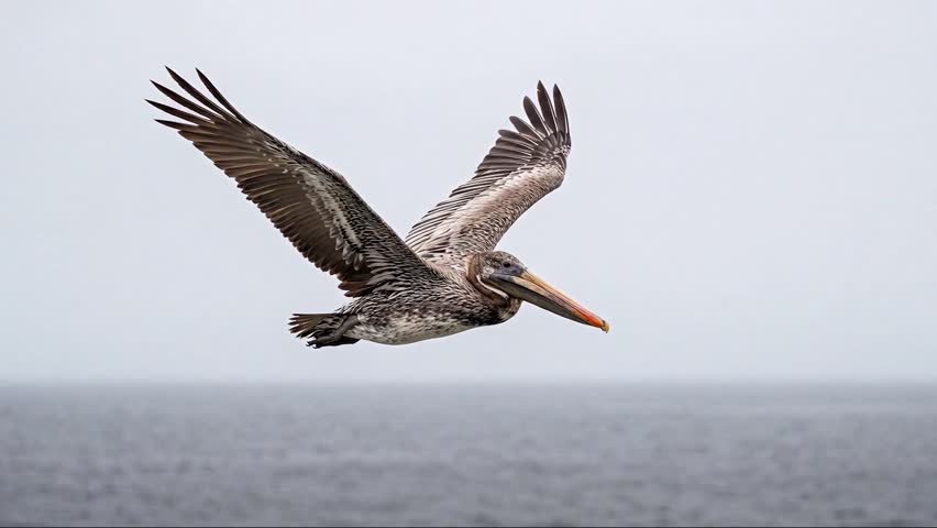 a brown pelican glides above the ocean, wings spread wide against a pale sky, showcasing its majestic flight and coastal habitat. It is beautiful