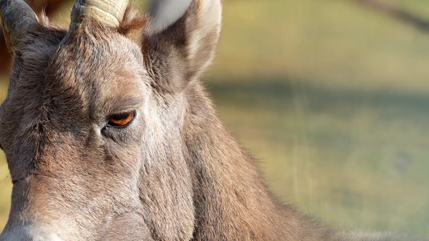 Bighorn Sheep Standing on Rocky Mountain Slope in 120fps 4K Slow Motion. Wild North American Ram with Massive Curved Horns Captured in Cinematic High-Detail Wildlife Footage.