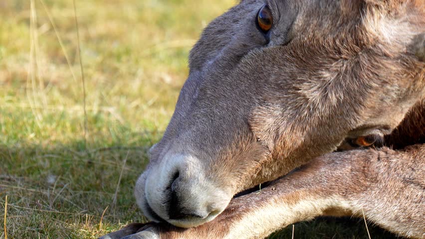 Bighorn Sheep Standing on Rocky Mountain Slope in 120fps 4K Slow Motion. Wild North American Ram with Massive Curved Horns Captured in Cinematic High-Detail Wildlife Footage.