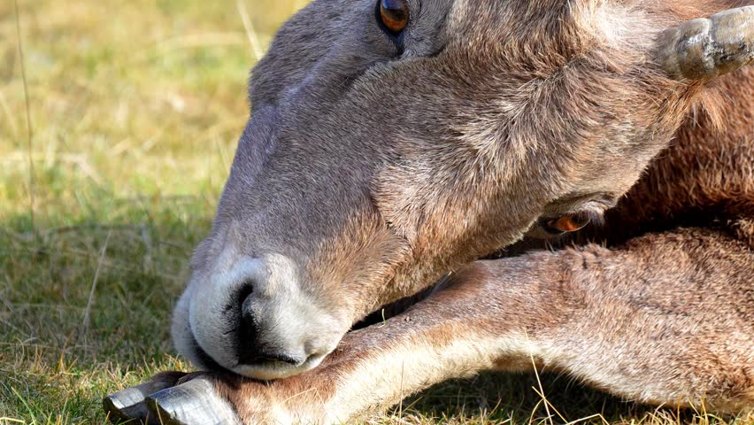 Bighorn Sheep Standing on Rocky Mountain Slope in 120fps 4K Slow Motion. Wild North American Ram with Massive Curved Horns Captured in Cinematic High-Detail Wildlife Footage.