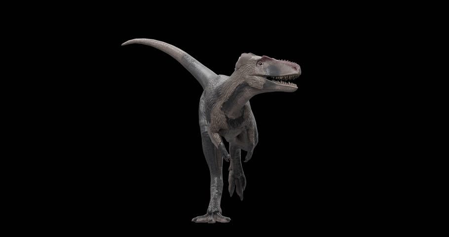 A 3D Gorgosaurus dinosaur rotating in a smooth 360 degree 4K alpha channel loop, perfect for educational videos, prehistoric themes, documentaries, and motion graphics.