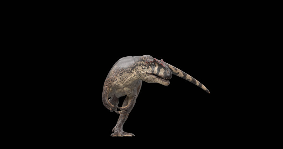 A 3D Allosaurus dinosaur rotating in a smooth 360 degree 4K alpha channel loop, ideal for educational content, prehistoric themes, documentaries, and motion graphics.