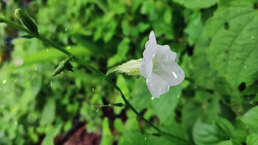Spring Snowfall on Delicate White Flowers
