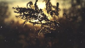 Early Morning Snowfall on Frosted Grass - Powered by Shutterstock - Get 15% off with code: PIKWIZARD15