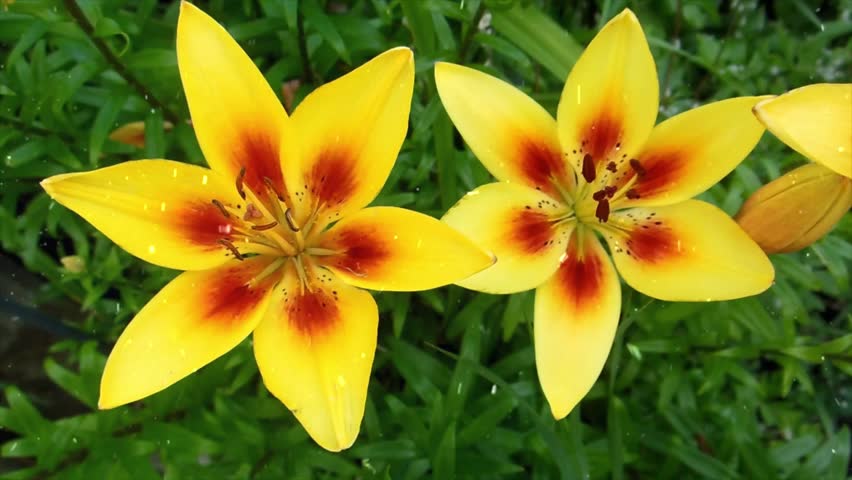 Spring Snowfall on Yellow Lily Flowers