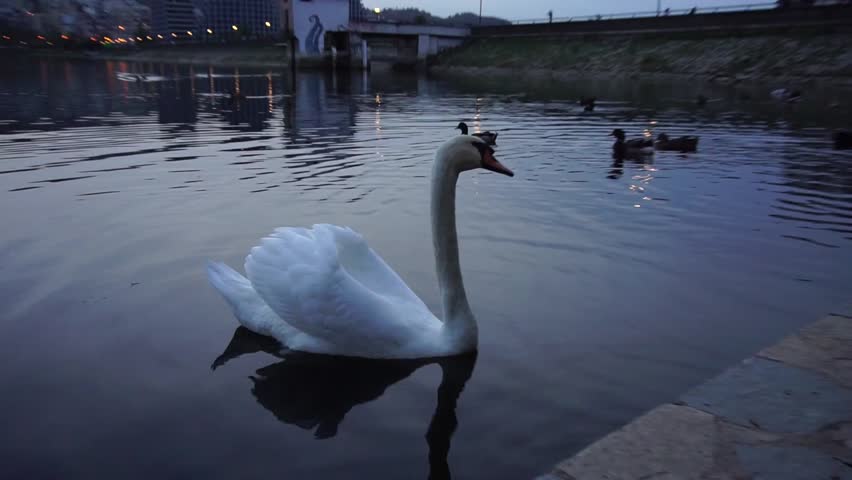 White swan swimming slowly and peacefully along the Artificial lake shore in Tirane, Albania.