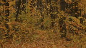 Muscular shirtless athlete with heart rate monitor on his chest runs along path covered with yellow leaves. Back view. Stunningly beautiful autumn forest landscape - Powered by Shutterstock - Get 15% off with code: PIKWIZARD15