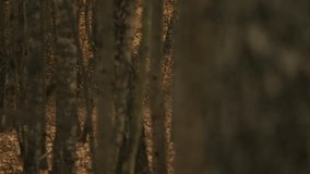 Bodybuilder wearing cap and sunglasses runs along path between trees in an autumn forest with heart rate monitor on his chest. Tracking shooting - Powered by Shutterstock - Get 15% off with code: PIKWIZARD15