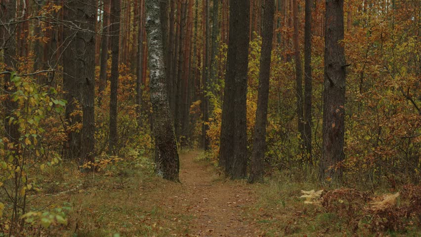Picturesque beautiful view of an autumn forest with falling yellow leaves and winding narrow path between trees. Concept of silence and pacification