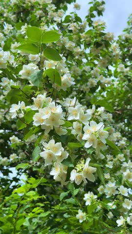 White Jasmine Flowers Blooming on Green Branch in Summer Garden