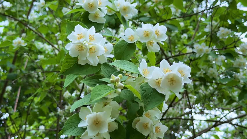 White Jasmine Flowers Blooming on Green Branch in Summer Garden