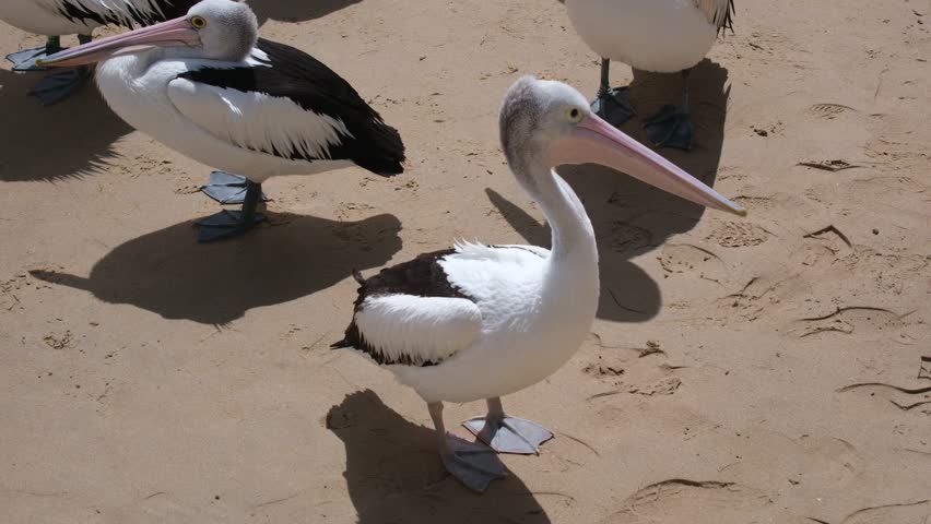 Dozens of pelicans were waiting on the shoreline to be fed in San Remo, Victoria.