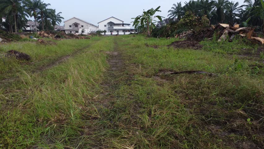 pile and stack of slices palm oil tree trunk left in rows on the field for kiln-drying.