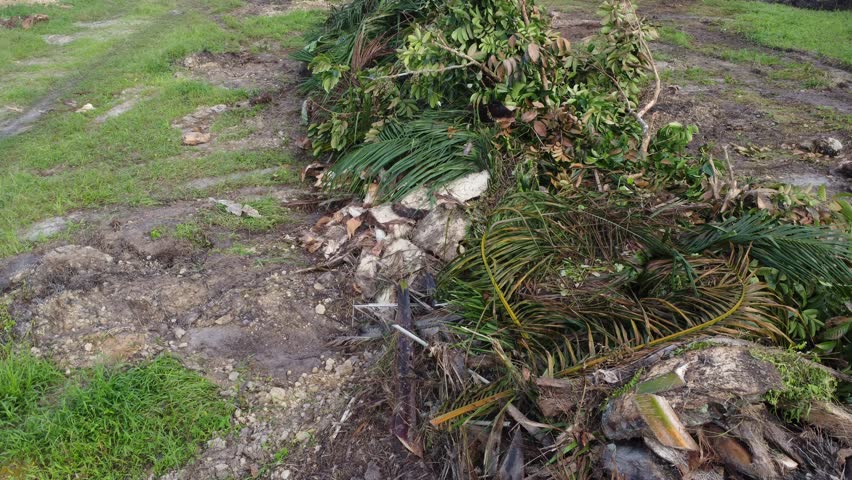 pile and stack of slices palm oil tree trunk left in rows on the field for kiln-drying.