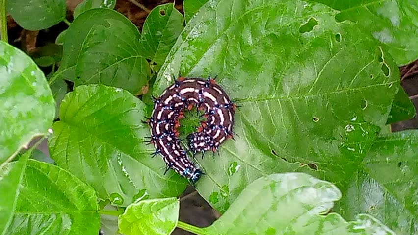 Macro video of caterpillars (Lepidoptera larvae) foraging on foliage, showing feeding behavior and movement. foraging on foliage, showing feeding behavior and movement