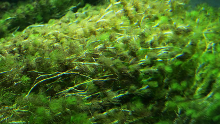 Fish swimming among aquatic plants in Sunshine Aquarium, Ikebukuro, Tokyo, Japan.