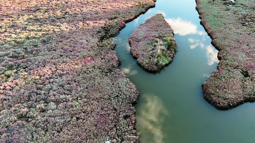 Aerial Shot Of A Small Island Covered In Pink Plants Sitting In The Middle Of A Blue River Channel In A Salt Marsh Ecosystem Showing The Beauty Of Nature From Above