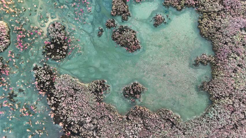 Top Down Aerial Texture Of A Green Algae Covered Water Pool Surrounded By Pink Halophyte Plants In A Swamp Creating A Biological Abstract Pattern From A Vertical Drone Perspective View
