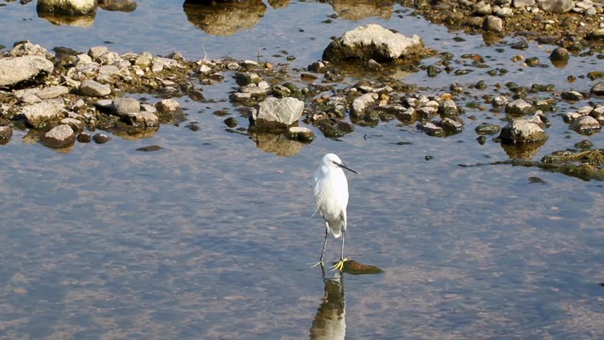 A white egret standing in shallow water