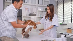 Asian pet owner brings domestic cat to veterinary clinic for check up. Professional female veterinarian examine and treats domestic kitten on examination table during the appointment at pet hospital. - Powered by Shutterstock - Get 15% off with code: PIKWIZARD15