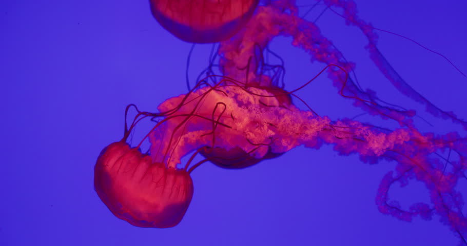 Vibrant red jellyfish drifting underwater against a deep blue background. High quality 4k footage