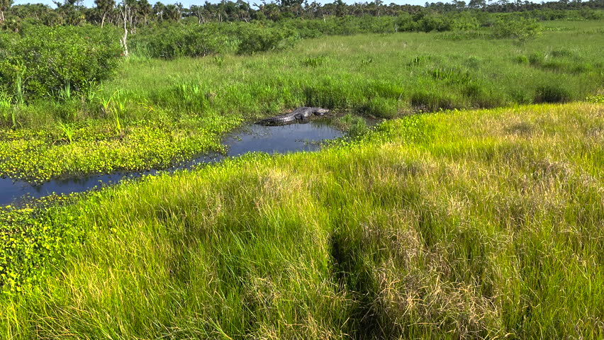 American alligator on lake bank in Florida wetlands. Reptilian predator native to USA south.