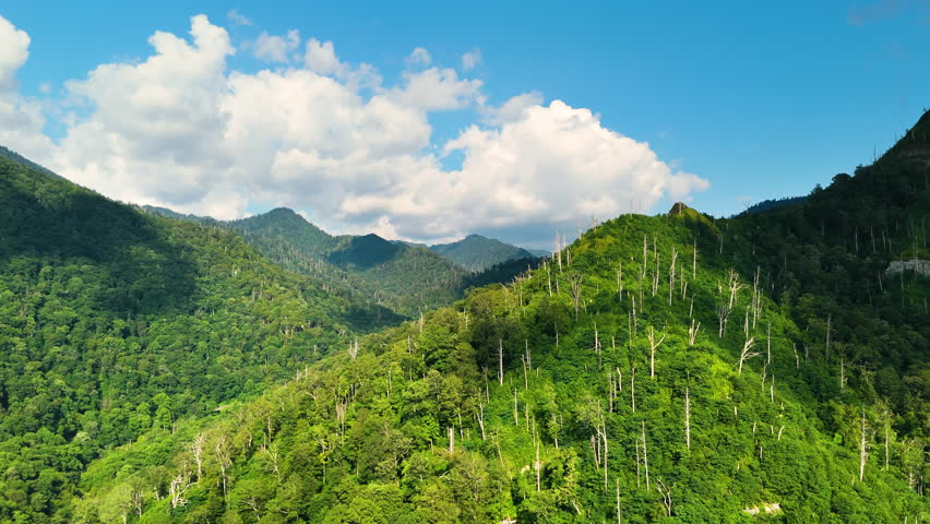 Appalachian mountains in North Carolina with fresh green forest trees in summertime season. Beauty of USA nature.