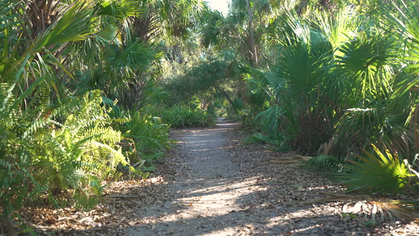 Exploring beautiful tropical nature. Foot path through jungle rainforest with green palm trees and wild vegetation in southern Florida. Dense rainforest ecosystem
