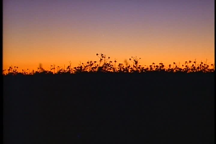 WS of cotton field at sunset in Mississippi. Silhouettes of taller plants sticking up from field against light purple and orange sky.