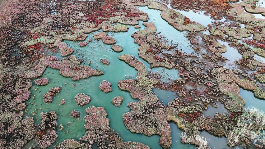 Cinematic Aerial Video Of A Marshland Landscape With Water Pools And Vehicle Tracks Amidst The Colorful Autumn Vegetation Showing The Diverse Texture Of The Wetland Terrain In The Afternoon Sunlight