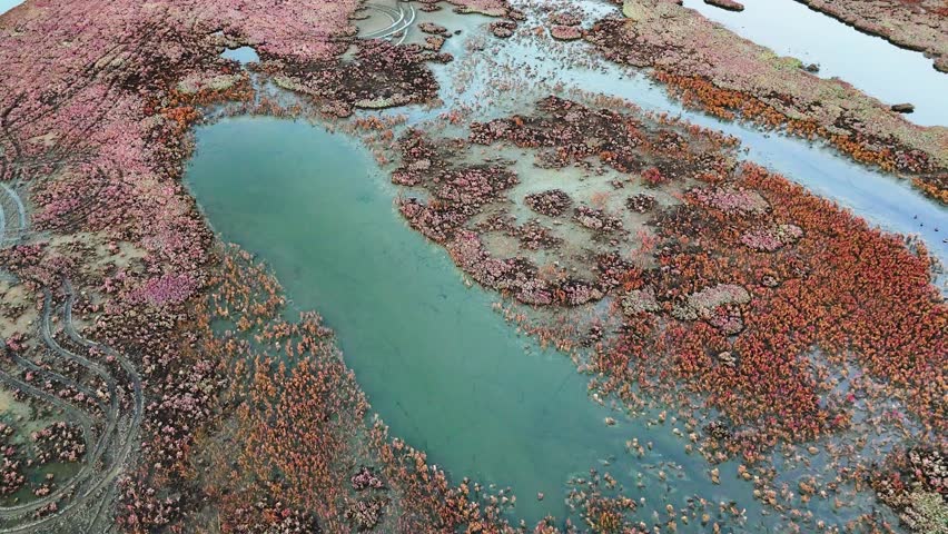 Aerial Close Up View Of A Green Water Pool Surrounded By Red Marsh Plants In A Wetland Park Creating A Vibrant Color Contrast And Natural Abstract Pattern Viewed From A Drone Camera