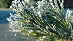 Close up footage gliding over spruce tree branch covered with morning winter hoar frost during sunny day with pine needles covered in ice and spiky snow. Shallow depth of field and bokeh background. - Powered by Shutterstock - Get 15% off with code: PIKWIZARD15