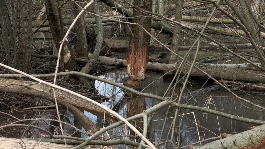 Natural beaver dam built from branches and logs across a small stream swampy area