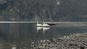 Mute Swans swimming on Lake Walen with a rocky shore and mountains in the background - Powered by Shutterstock - Get 15% off with code: PIKWIZARD15
