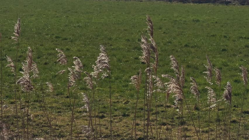 Common Reed Phragmites australis tall perennial grass found in wetlands