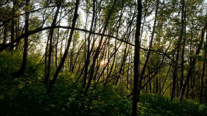 Sun shining through woods, natural scene. Sherpa Stairs hike in Fjellheisen, Norway.