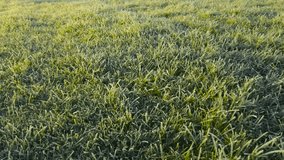 Video gliding over fresh first white snow and frost on green grass during morning time with sunlight and sunshine shining on the grass in the garden. Mowed lawn and garden area is pure, no people. - Powered by Shutterstock - Get 15% off with code: PIKWIZARD15
