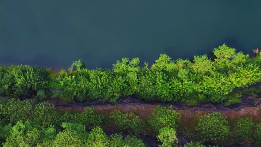 Directly overhead aerial shot moving out from the shoreline, revealing the calm, deep blue-green water of a tropical river or reservoir surrounded by dense forest.