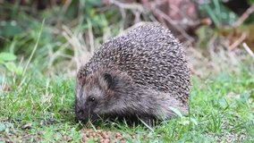 Close-up of a Hedgehog, Erinaceus europaeus, captured in slow motion, foraging in the grass among scraps of bird food for leftover mealworms - Powered by Shutterstock - Get 15% off with code: PIKWIZARD15