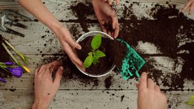 Family planting together. Family hands working in the soil. Parents and kids gardening. Family planting flowers in soil. Spring activity with child. Family hands caring for plants at home. - Powered by Shutterstock - Get 15% off with code: PIKWIZARD15