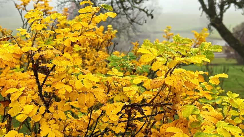 Bright Yellow Autumn Leaves Stand Out Against the Misty, Peaceful Landscape in the Background - Pan Up Shot